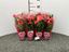 Immagine di ANTHURIUM ANDR. MIX V.9 CM