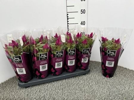 Immagine di CELOSIA VENEZUELA V.12 CM