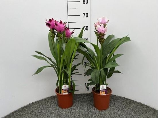 Immagine di CURCUMA V.14 CM