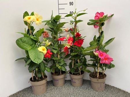 Immagine di DIPLADENIA GIANT LINE V.17 CM