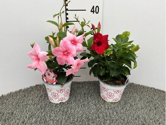 Immagine di DIPLADENIA FIORE DOPPIO V.14 CM