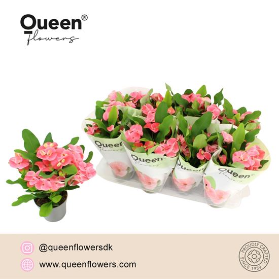 Immagine di EUPHORBIA CHARLOTTE V.12 CM