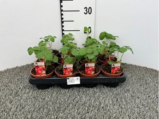 Immagine di FRAGOLA V.10 CM OSTARA