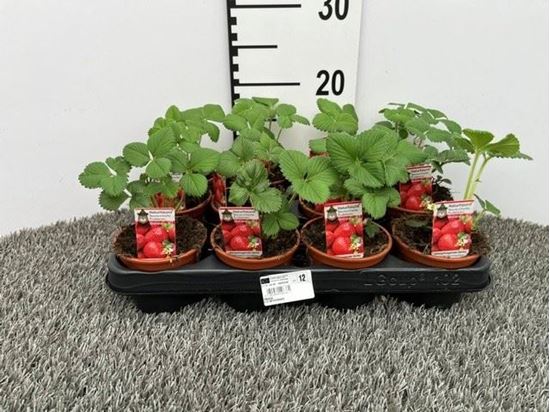 Immagine di FRAGOLA V.10 CM RIFIORENTE