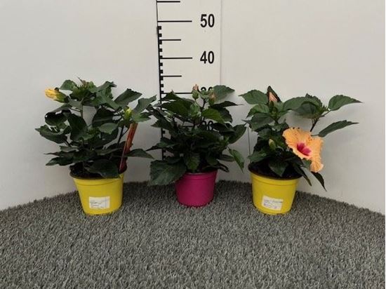 Immagine di HIBISCUS MIX V.14 CM