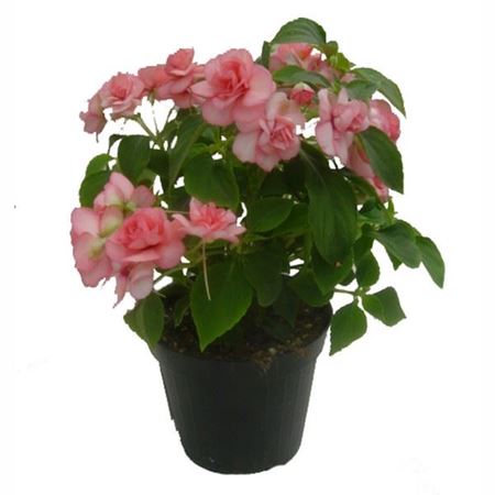 Immagine di IMPATIENS FIESTA V.12 CM