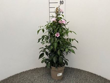 Immagine di PANDOREA V.17 CM