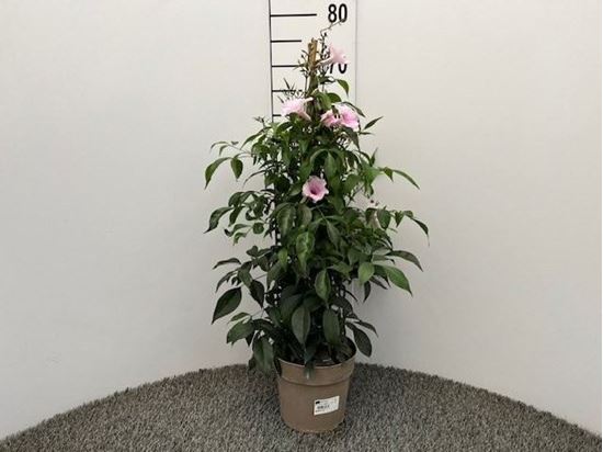 Immagine di PANDOREA V.17 CM
