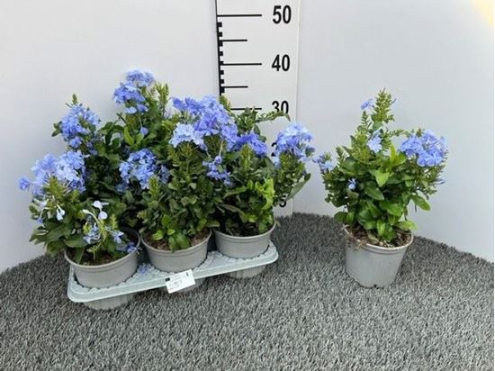 Immagine di PLUMBAGO V.14 CM