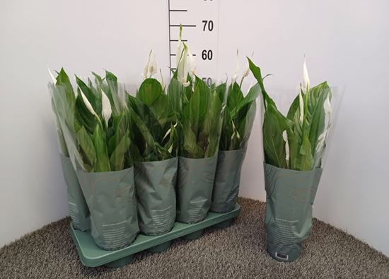 Immagine di SPATHIPHYLLUM V.13 CM