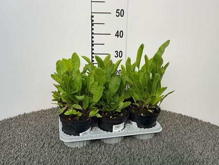 Immagine di RAFANO CESPUGLIO V.14 CM
