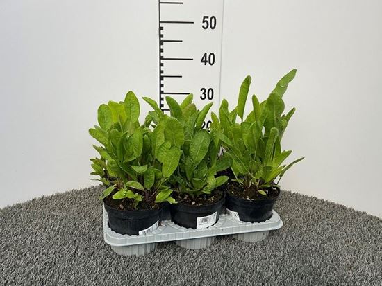 Immagine di RAFANO CESPUGLIO V.14 CM