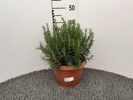 Immagine di ROSMARINO OFFICINALIS V.25 CM CESPUGLIO