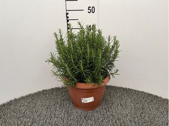 Immagine di ROSMARINO OFFICINALIS V.25 CM CESPUGLIO