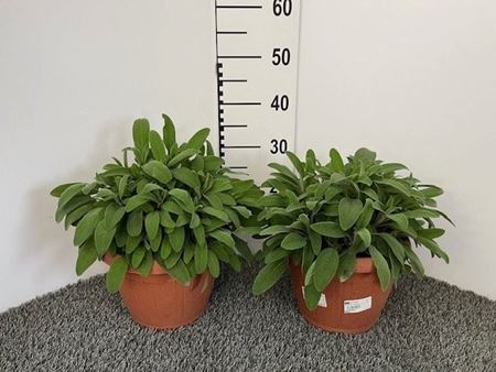 Immagine di SALVIA OFFICINALIS V.25 CM CESPUGLIO