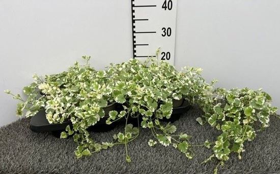 Immagine di GLECHOMA HEDERACEA V.13 CM