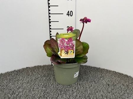 Immagine di BERGENIA CORDIFOLIA V.19 CM