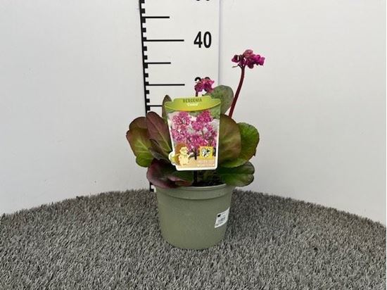 Immagine di BERGENIA CORDIFOLIA V.19 CM