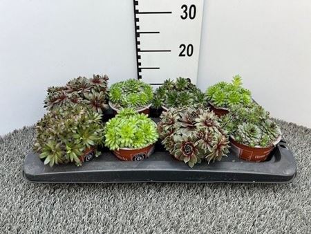 Immagine di SEMPERVIVUM MIX V.13 CM