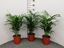 Immagine di ARECA V.17 CM
