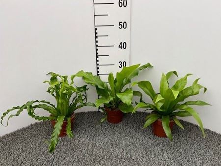 Immagine di ASPLENIUM ANTIQUUM V.12 CM
