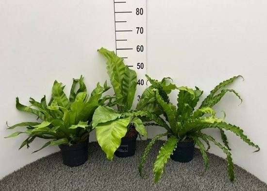 Immagine di ASPLENIUM MIX V.17 CM
