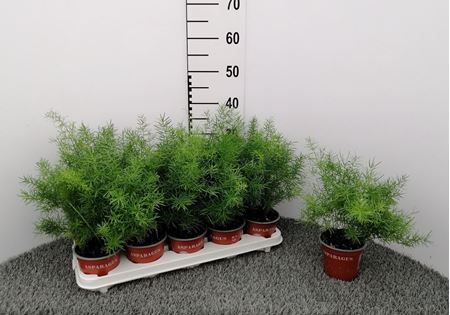 Immagine di ASPARAGUS SPRENGERI V.12 CM