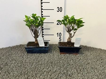 Immagine di BONSAI MIX V.15 CM