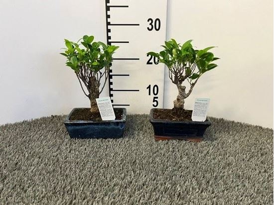 Immagine di BONSAI MIX V.15 CM
