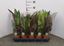Immagine di CALATHEA MIX V.13 CM