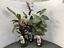 Immagine di CALATHEA MIX V.17 CM