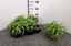 Immagine di CHLOROPHYTUM BONNIE V.12 CM