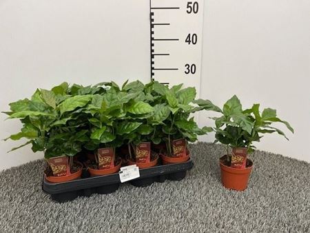 Immagine di COFFEA ARABICA V.9 CM