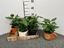 Immagine di COFFEA ARABICA V.12 CM IN TAZZA CAFFE'