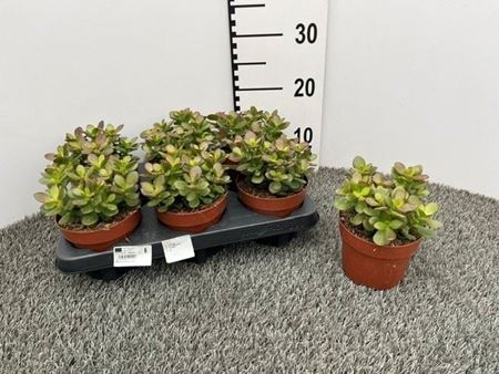 Immagine di CRASSULA OVATA V.12 CM