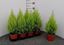 Immagine di CUPRESSUS GOLD. WILMA V.14 CM