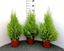 Immagine di CUPRESSUS GOLD. WILMA V.17 H.65 CM