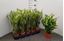 Immagine di DIEFFENBACHIA MIX V.12 CM