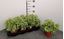 Immagine di FICUS KINKY V.12 CM
