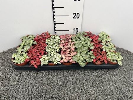Immagine di FITTONIA MIX V.8 CM