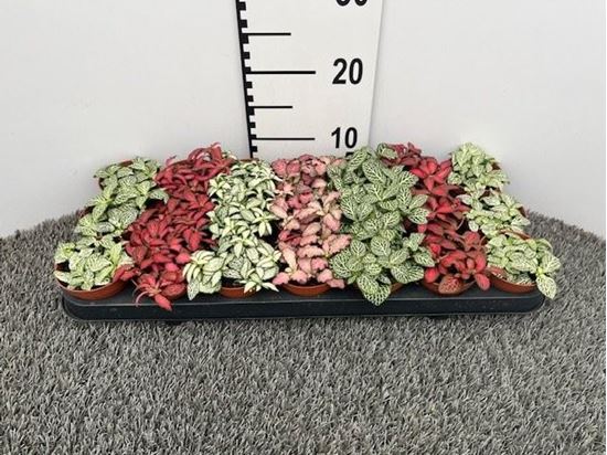 Immagine di FITTONIA MIX V.8 CM