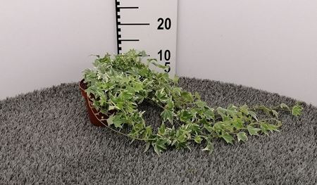 Immagine di HEDERA HELIX V.13 CM VERDE E VARIEGATA