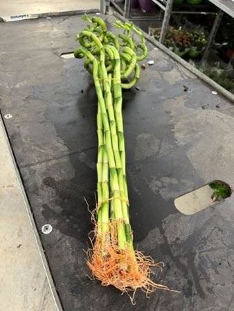 Immagine di LUCKY BAMBOO RECISO H.60 CM SPIRALE