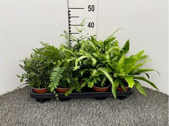 Immagine di PTERIS MIX V.12 CM VARIETA' DA  ESTERNO