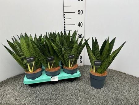 Immagine di SANSEVERIA FAN V.12 CM