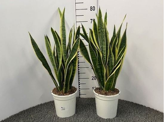 Immagine di SANSEVERIA LAURENTII V.19 CM