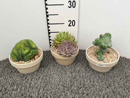 Immagine di SUCCULENTE MIX V.16 CM COCCIO
