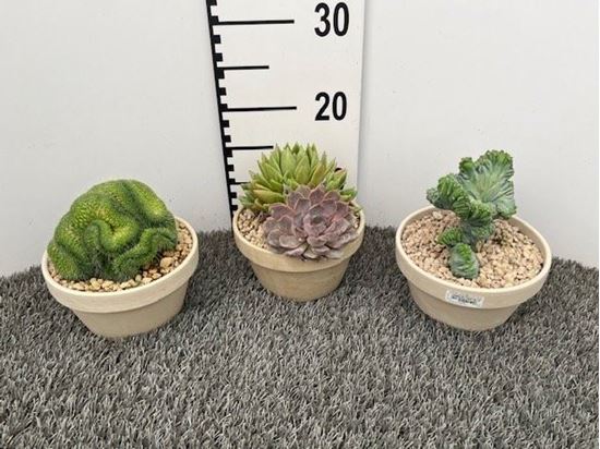 Immagine di SUCCULENTE MIX V.16 CM COCCIO