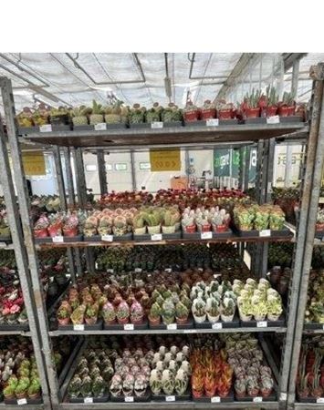 Immagine di SUCCULENTE MIX V.6,5 CM