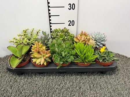 Immagine di SUCCULENTE MIX V.10,5 CM